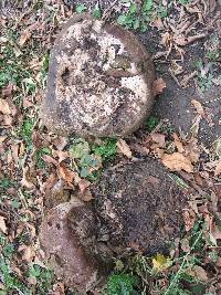 Calvatia gigantea image