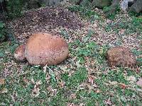 Calvatia gigantea image