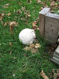 Calvatia gigantea image