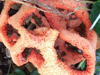 Clathrus ruber image