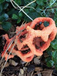 Clathrus ruber image