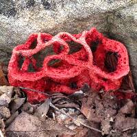 Clathrus ruber image