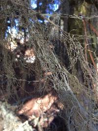 Ramalina menziesii image