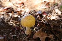 Amanita muscaria image