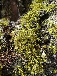 Letharia vulpina image