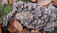 Trametes versicolor image