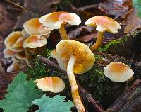 Hypholoma capnoides image