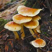 Hypholoma capnoides image