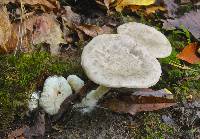 Entoloma abortivum image