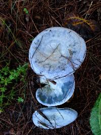 Lactarius indigo image