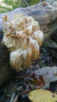 Hericium americanum image