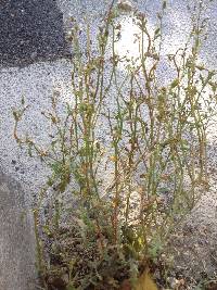 Puccinia lagenophorae image