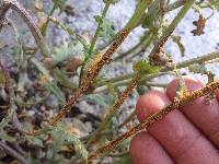 Puccinia lagenophorae image