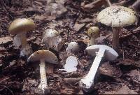 Amanita phalloides image