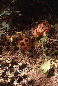 Clathrus ruber image