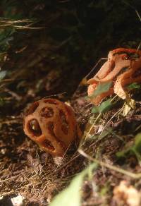 Clathrus ruber image