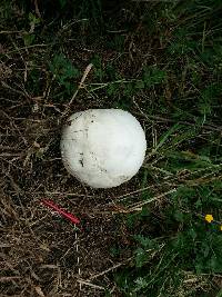 Calvatia gigantea image