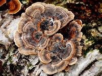 Trametes versicolor image