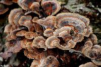 Trametes versicolor image