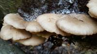 Pleurotus ostreatus image