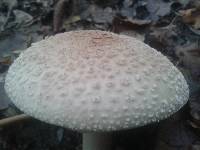 Amanita rubescens image