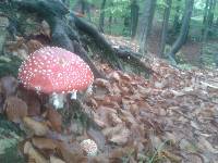 Amanita muscaria image