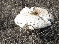 Chlorophyllum rhacodes image