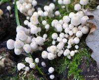 Coprinellus disseminatus image