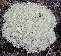 Cladonia confusa image