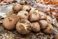 Lycoperdon pyriforme image