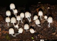 Coprinellus disseminatus image