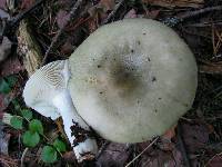 Russula aeruginea image