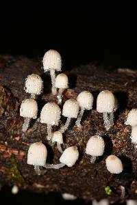 Coprinellus disseminatus image