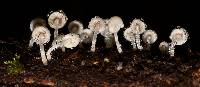 Coprinellus disseminatus image