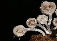 Coprinellus disseminatus image