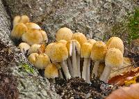 Coprinellus micaceus image