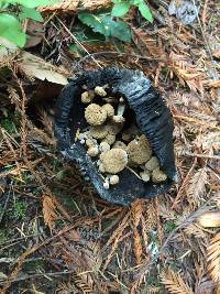 Asterophora lycoperdoides image