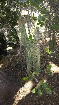 Ramalina menziesii image