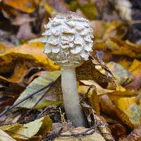 Chlorophyllum rhacodes image