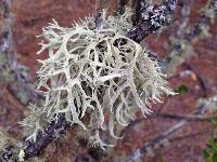 Evernia prunastri image