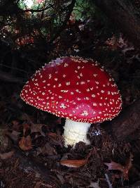 Amanita muscaria image