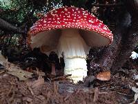 Amanita muscaria image