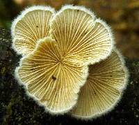 Schizophyllum commune image