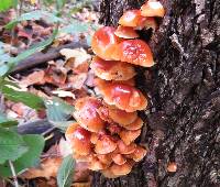 Flammulina velutipes image