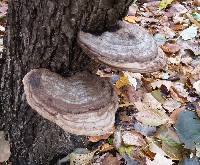 Ganoderma applanatum image