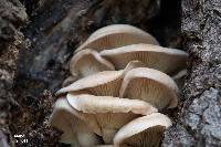 Pleurotus ostreatus image