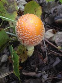 Amanita muscaria image