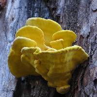 Laetiporus gilbertsonii image