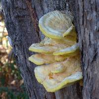 Laetiporus gilbertsonii image