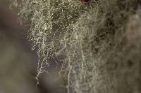 Usnea intermedia image